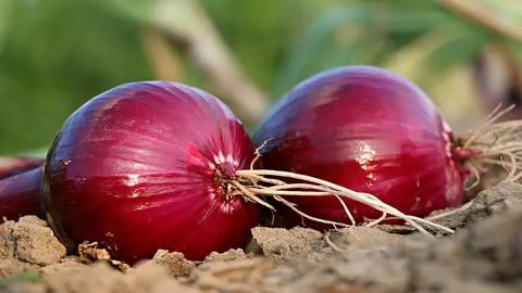 زراعة البصل الأحمر … خطوات واحتياجات الزراعة