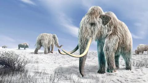 فيل الماموث … جهود كثيرة وحقائق مدهشة