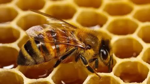 كيف ينتج النحل العسل – أسرار ستفاجئك