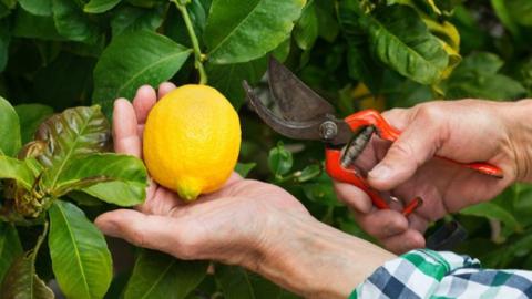 كيفية زراعة الليمون من العقل في المنزل … تجربة